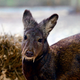 Illustration for article titled Meet Afghanistan's Elusive, Endangered "Vampire" Deer